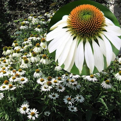 Echinacea purpurea 'White Swan' - Punane siilkübar 'White Swan' P9/0,55L